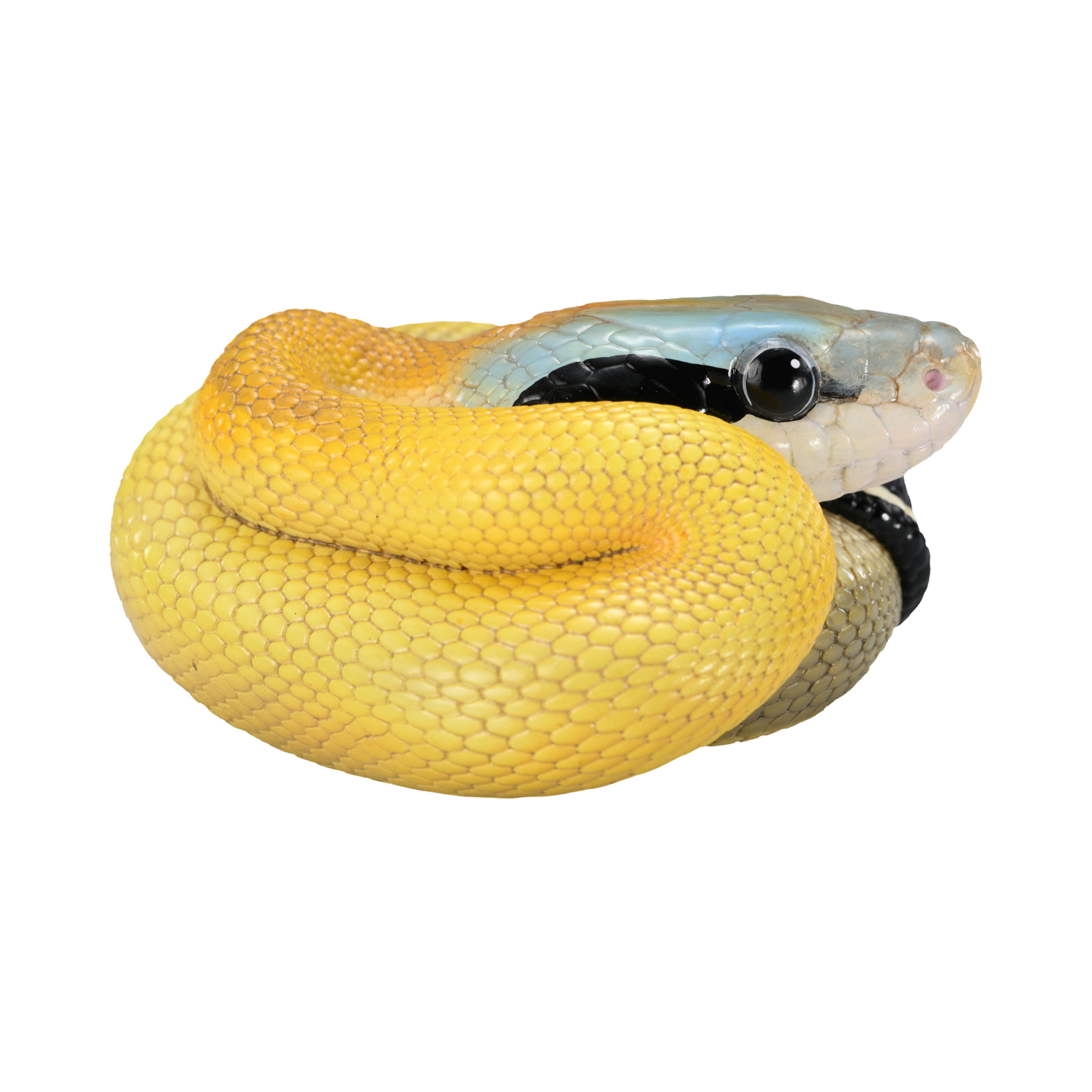 AHB Series 23 - Cave Beauty Snake – Elaphe taeniura ridleyi | Snake