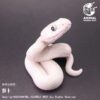 AHB Series 23 - Texas Rat Snake (Leucistic) – Elaphe obsoleta lindheimeri | Snake