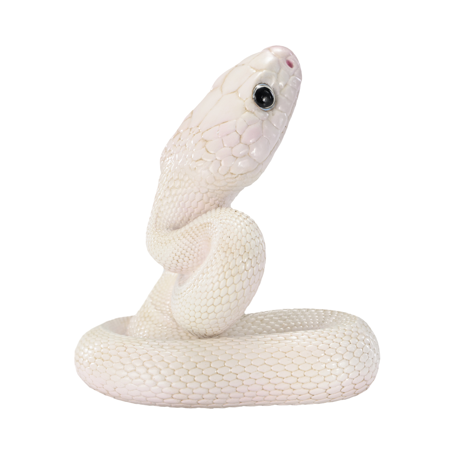 AHB Series 23 - Texas Rat Snake (Leucistic) – Elaphe obsoleta lindheimeri | Snake