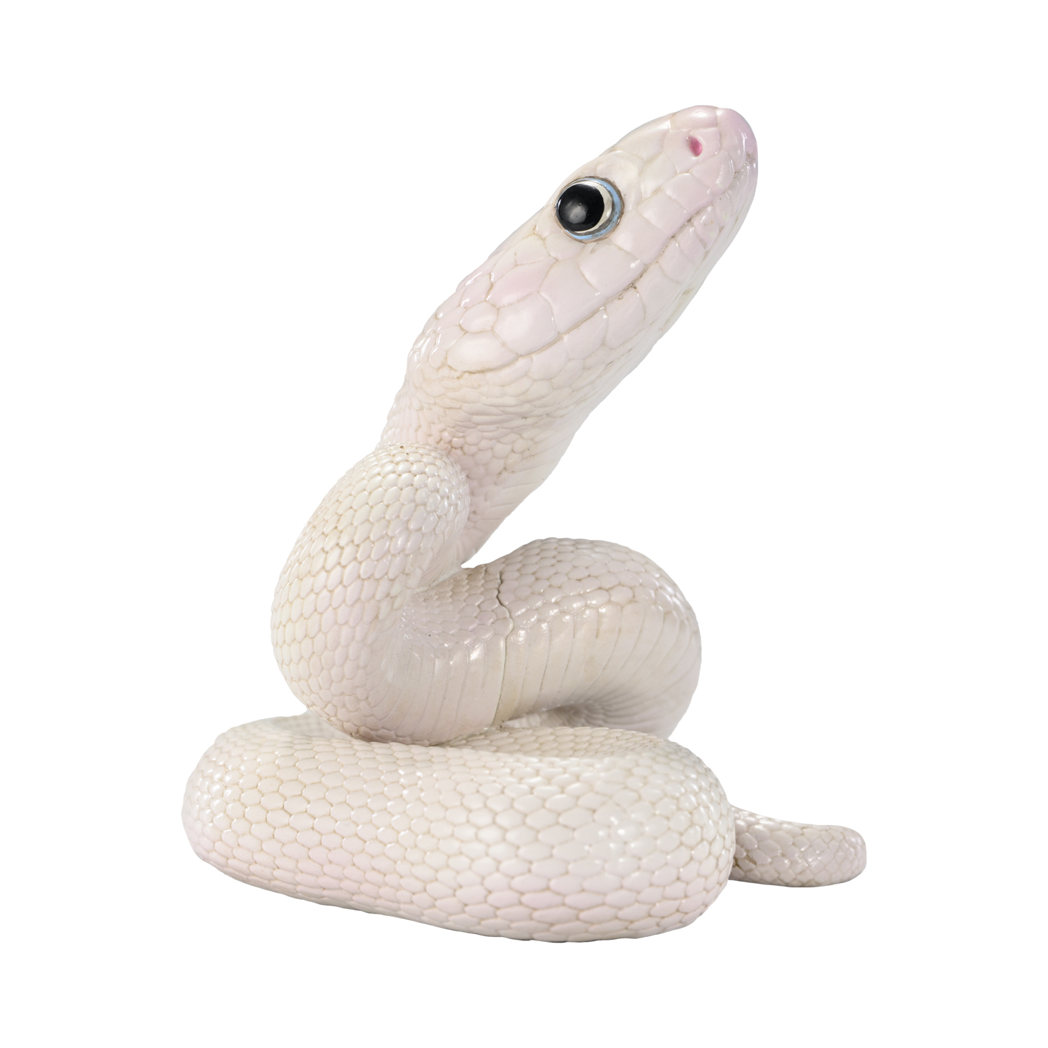 AHB Series 23 - Texas Rat Snake (Leucistic) – Elaphe obsoleta lindheimeri | Snake
