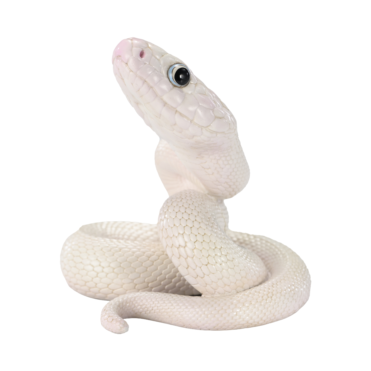 AHB Series 23 - Texas Rat Snake (Leucistic) – Elaphe obsoleta lindheimeri | Snake