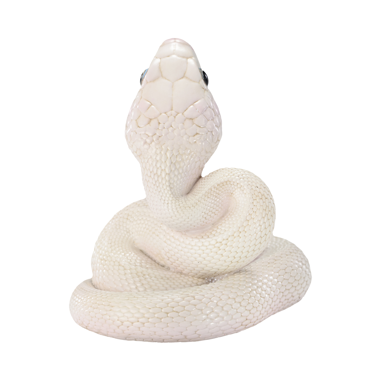 AHB Series 23 - Texas Rat Snake (Leucistic) – Elaphe obsoleta lindheimeri | Snake