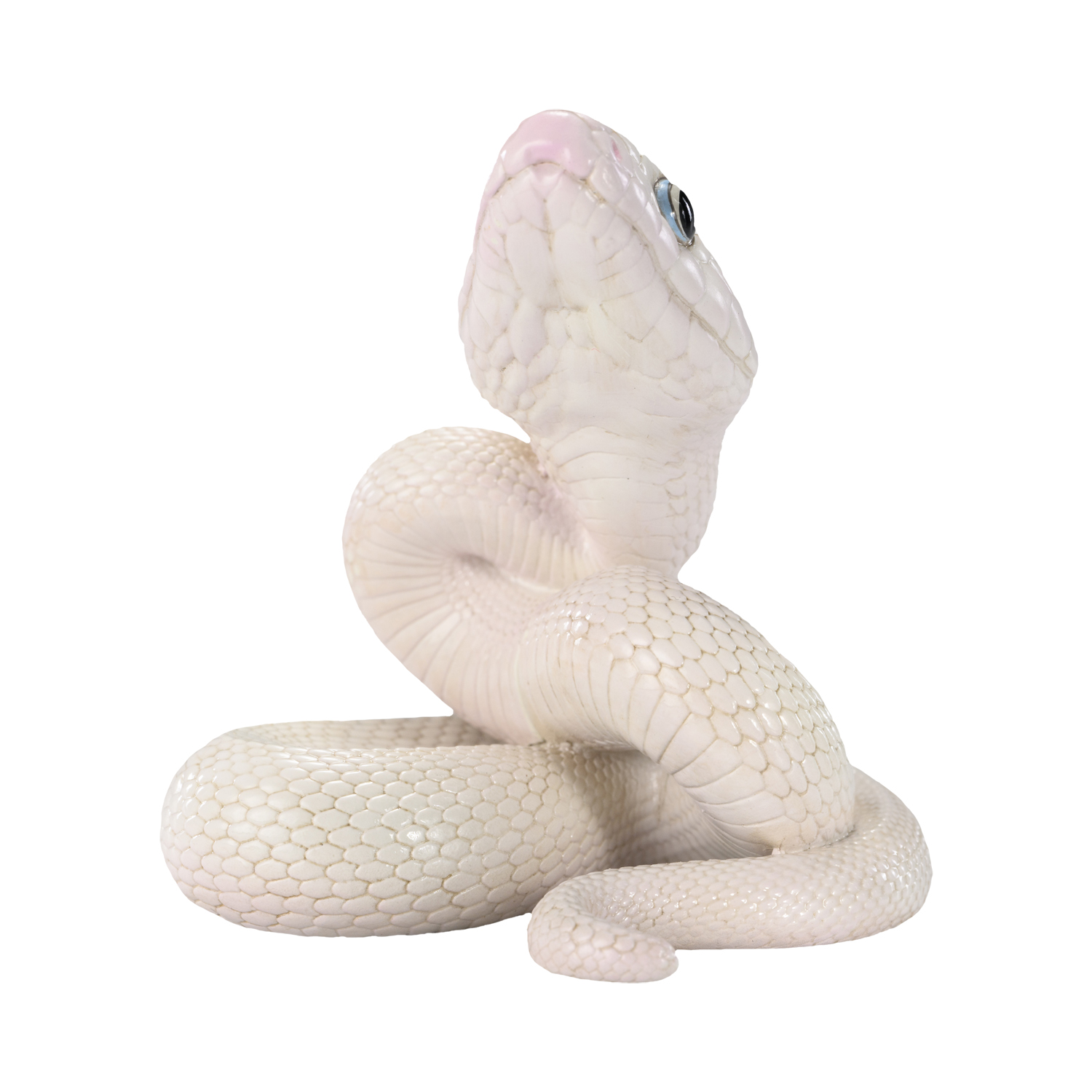 AHB Series 23 - Texas Rat Snake (Leucistic) – Elaphe obsoleta lindheimeri | Snake