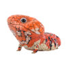 AHB Series 24 - Shingleback Skink – Tiliqua rugosa rugosa | Lizard