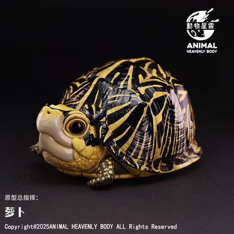AHB Series 25 - Florida Box Turtle – Terrapene carolina bauri | Turtle