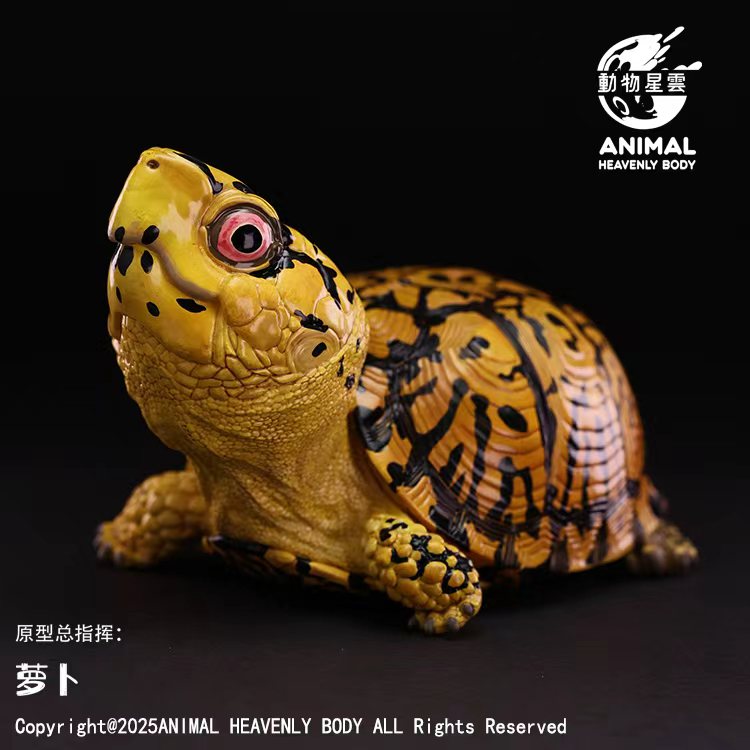AHB-V25-02-01 AHB Series 25 - Eastern Box Turtle (Yellow) – Terrapene carolina carolina | Turtle