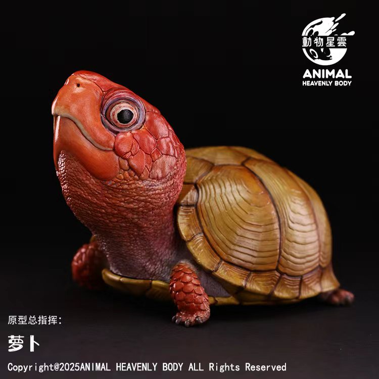 AHB-V25-04-01 AHB Series 25 - Three-Toed Box Turtle – Terrapene carolina triunguis | Turtle