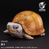 AHB Series 25 - Yucatan Box Turtle – Terrapene carolina yucatana | Turtle