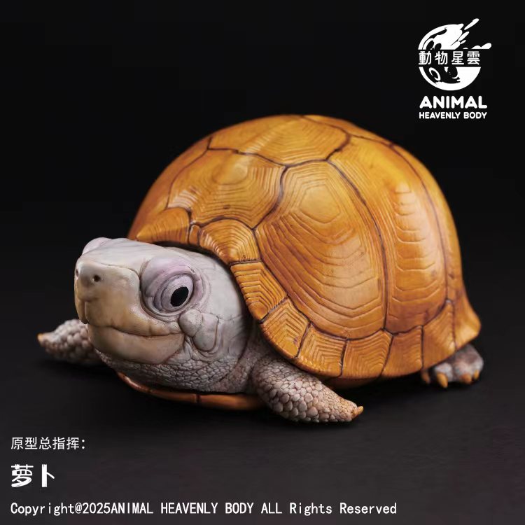 AHB Series 25 - Yucatan Box Turtle – Terrapene carolina yucatana | Turtle