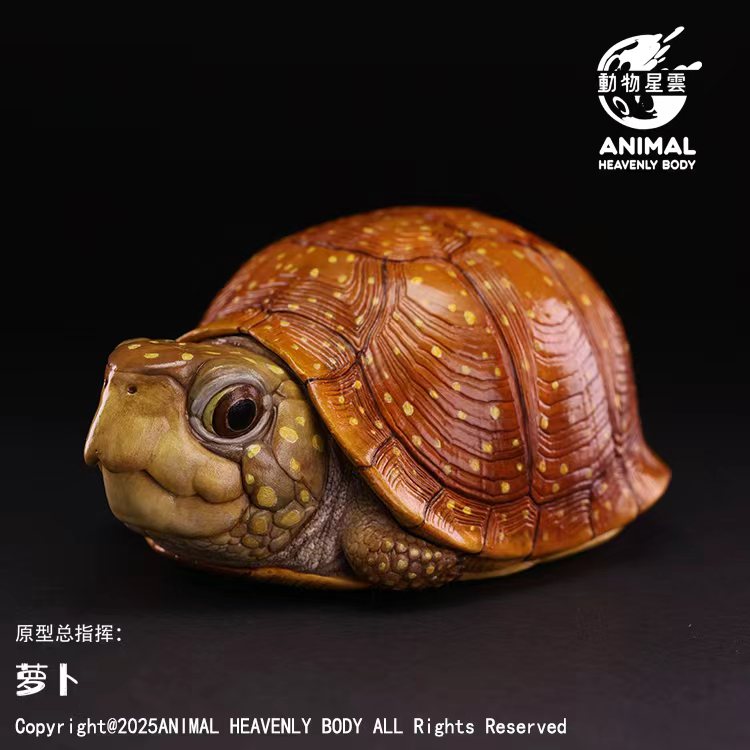 AHB-V25-06-01 AHB Series 25 - Spotted Box Turtle – Terrapene nelsoni | Turtle