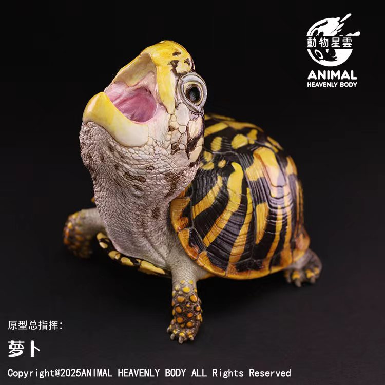 AHB Series 25 - Ornate Box Turtle – Terrapene ornata | Turtle