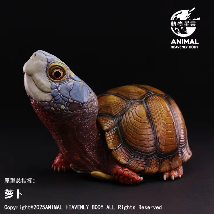 AHB-V25-08-01 AHB Series 25 - Mexican Box Turtle – Terrapene mexicana | Turtle