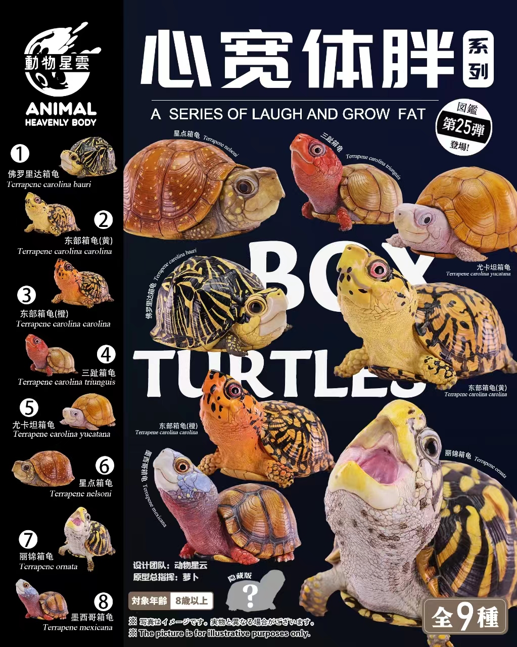 AHB-V25-Poster AHB Series 25 - Spotted Box Turtle – Terrapene nelsoni | Turtle