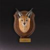 AHB-WA1-02-4b097629 Animal Heavenly Body - World Encyclopedia of Animals Vol.1 Caracal | Figure
