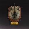 AHB-WA2-02-01-724f58df Animal Heavenly Body - World Encyclopedia of Animals Vol.2 Black Rhinoceros | Figure